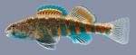 Etheostoma luteovinctum  Redband Darter Male 2-2000