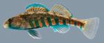 Etheostoma luteovinctum  Redband Darter Male 2000