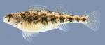 Etheostoma luteovinctum Redband Darter Female 2000