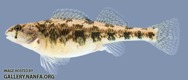 Etheostoma luteovinctum Redband Darter Female 2000