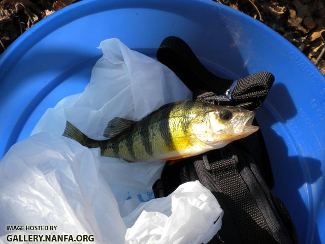 perch fishing