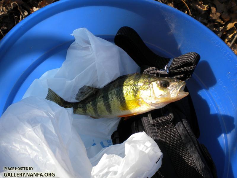 perch fishing