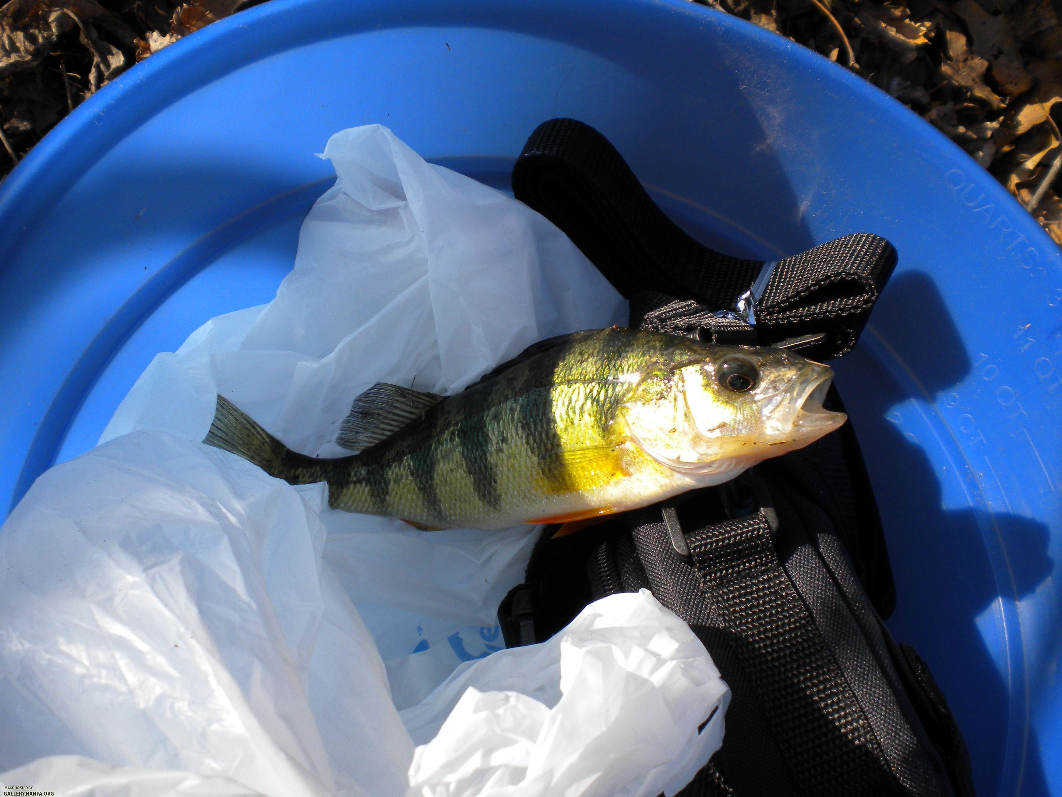 perch fishing