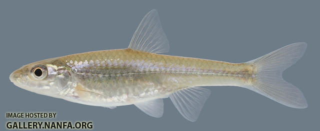 Notropis buccatus Silverjaw Minnow 3-2000