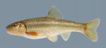 Nocomis biguttatus  Hornyhead Chub 2000