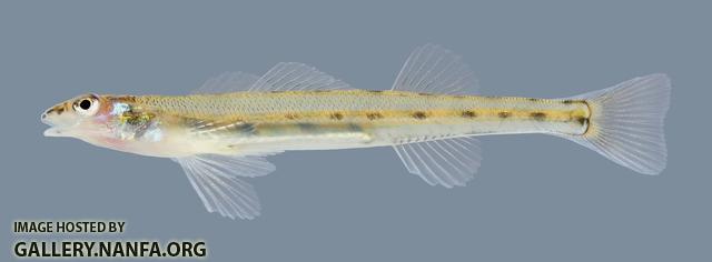 Ammocrypta pellucida  Eastern Sand Darter