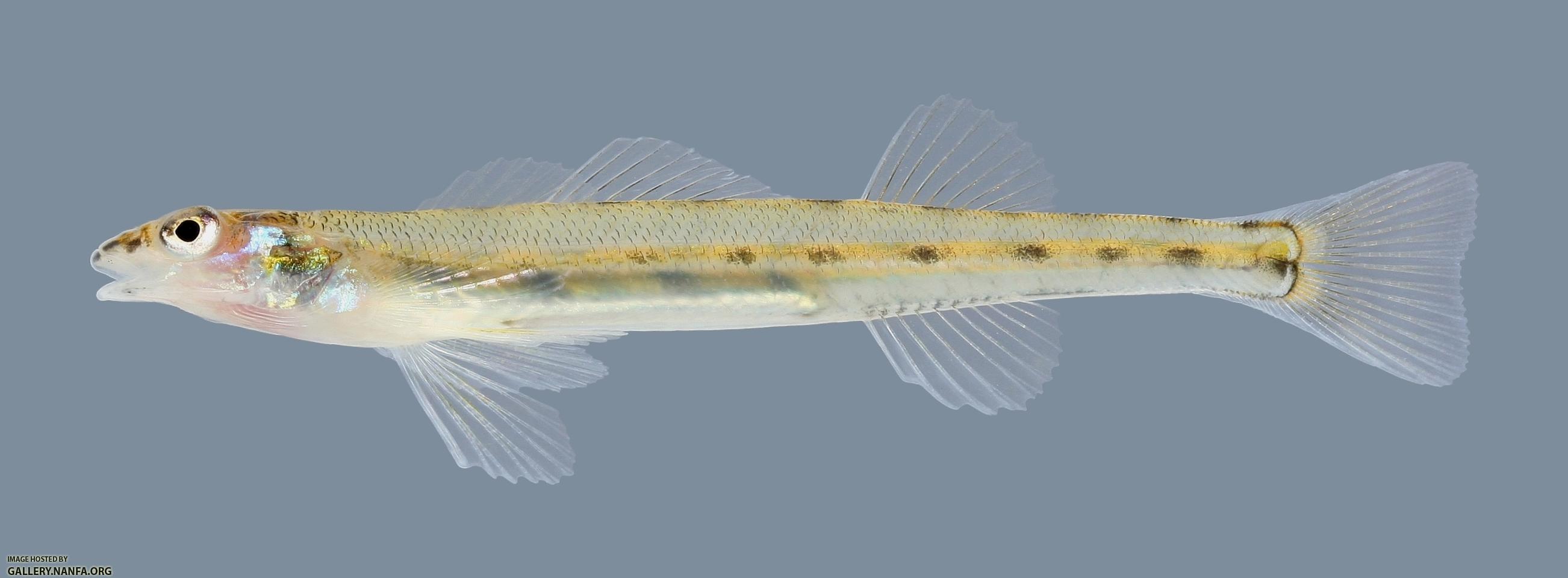 Ammocrypta pellucida  Eastern Sand Darter