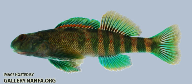 Etheostoma blennioides Greenside Darter Male 2000