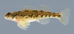 Etheostoma blennioides Greenside Darter Female 2000