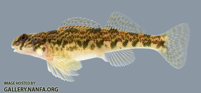 Etheostoma blennioides Greenside Darter Female 2000