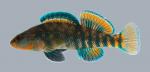 Etheostoma caeruleum Rainbow Darter 3 male