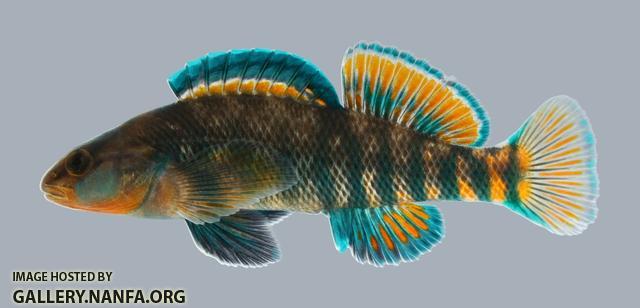 Etheostoma caeruleum Rainbow Darter 3 male