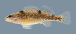 Etheostoma caeruleum Rainbow Darter Female 3