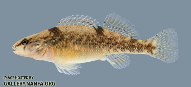 Etheostoma caeruleum Rainbow Darter Female 3