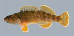 Etheostoma camurum  Bluebreast Darter Male 2