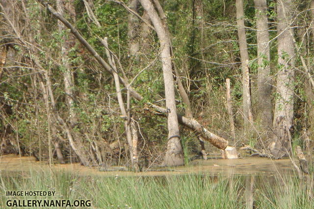 Do beavers curse while damming?