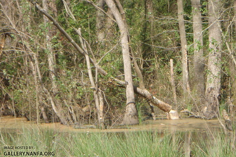 Do beavers curse while damming?