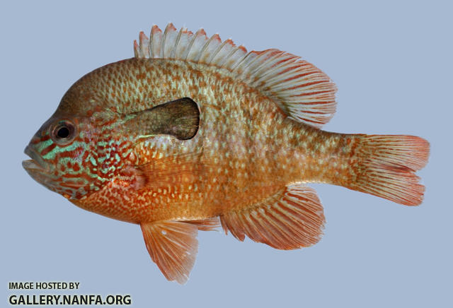 Lepomis megalotis Longear Sunfish 2000