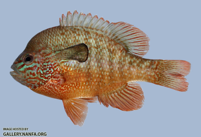 Lepomis megalotis Longear Sunfish 2000