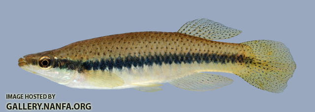 Fundulus olivaceus  Blackspotted Topminnow 2000