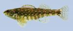 Etheostoma zonale Banded Darter female-2000