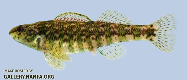 Etheostoma zonale Banded Darter female-2000