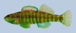 Etheostoma zonale Banded Darter Male-2000