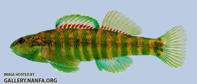 Etheostoma zonale Banded Darter Male-2000