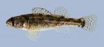 Etheostoma cragini  Arkansas Darter female 2-2000