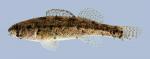 Etheostoma cragini  Arkansas Darter female 3-2000