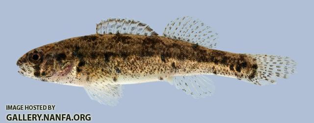 Etheostoma cragini  Arkansas Darter female 3-2000