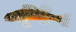 Etheostoma cragini  Arkansas Darter male 2-2000