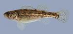 Etheostoma cragini Arkansas Darter female 1-2000