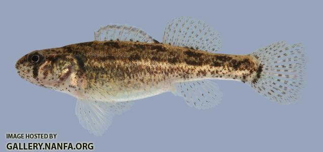 Etheostoma cragini Arkansas Darter female 1-2000