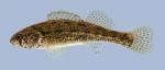 Etheostoma cragini Arkansas Darter female 4-2000
