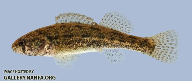 Etheostoma cragini Arkansas Darter female 4-2000