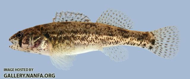 Etheostoma cragini Arkansas Darter female 5-2000