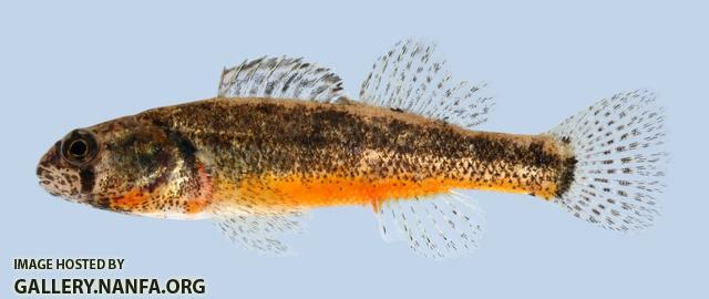 Etheostoma cragini Arkansas Darter male 1-2000