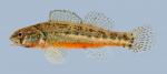 Etheostoma cragini Arkansas Darter male 3-2000