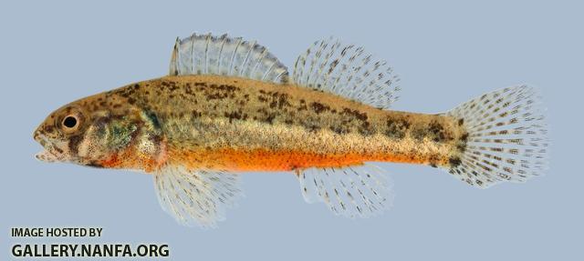 Etheostoma cragini Arkansas Darter male 3-2000