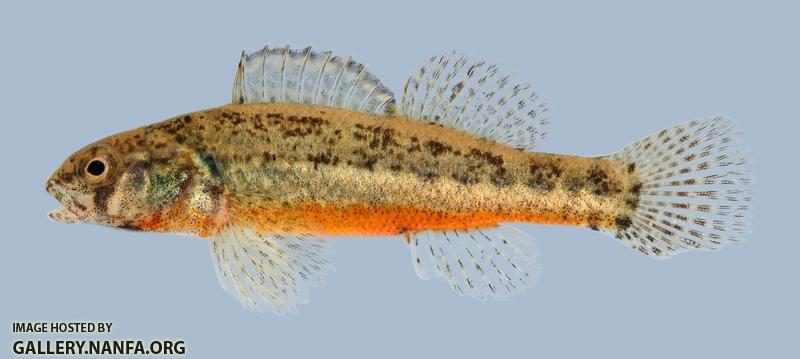 Etheostoma cragini Arkansas Darter male 3-2000