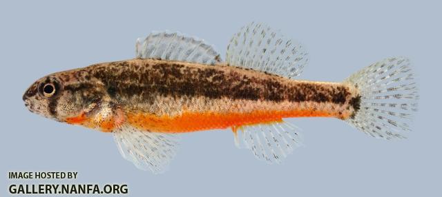 Etheostoma cragini Arkansas Darter male 5-2000