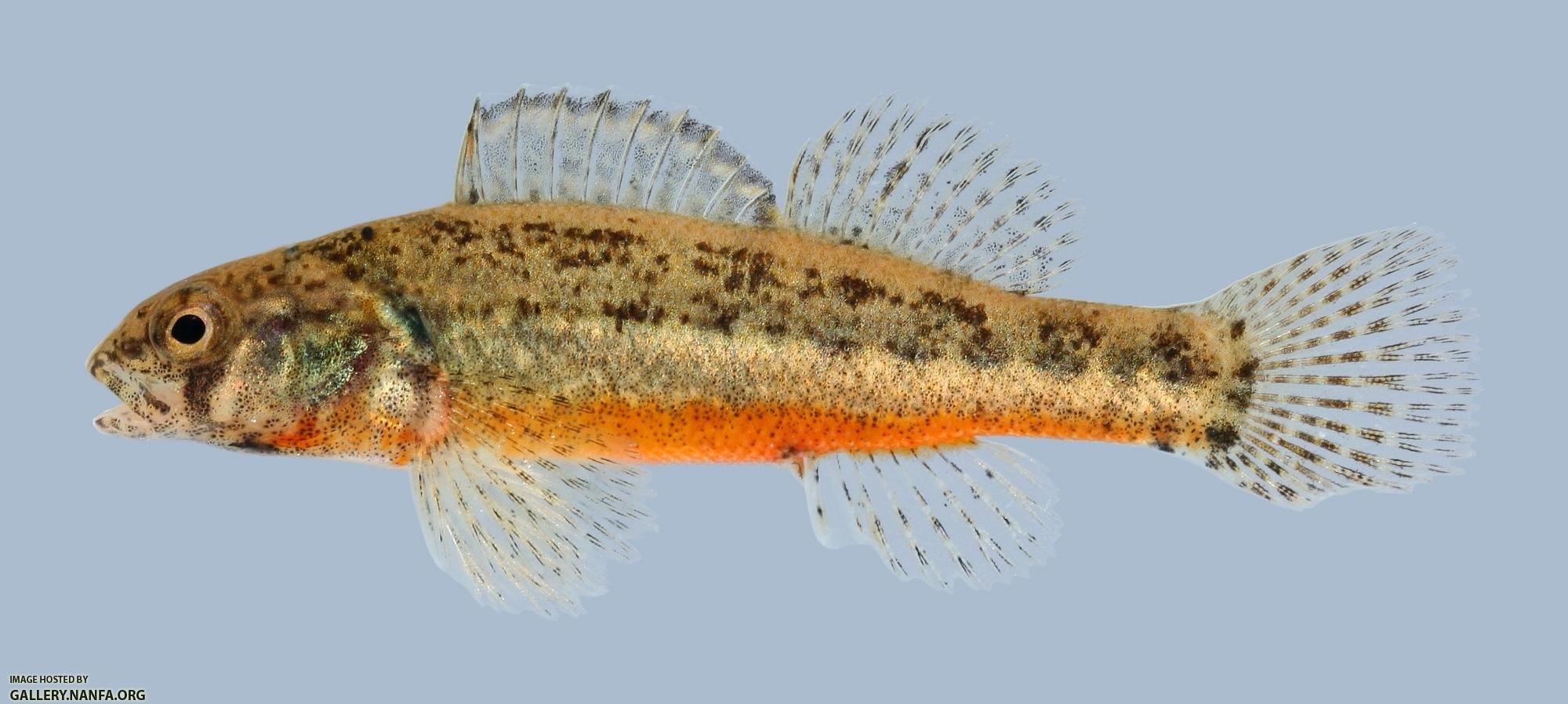 Etheostoma cragini Arkansas Darter male 3-2000