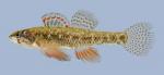 Etheostoma microperca  Least Darter male