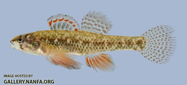 Etheostoma microperca  Least Darter male