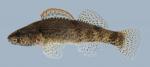 Etheostoma punctulatum  Stippled Darter