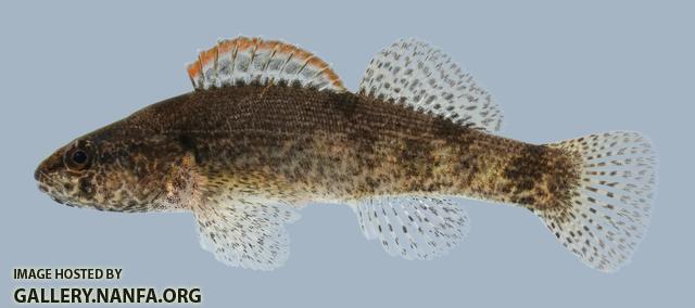 Etheostoma punctulatum  Stippled Darter