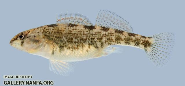 Etheostoma spectabile Orangethroat Darter female-2000