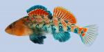 Etheostoma spectabile Orangethroat Darter male-2000