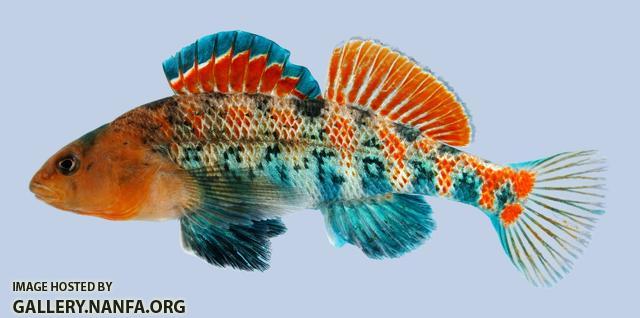 Etheostoma spectabile Orangethroat Darter male-2000